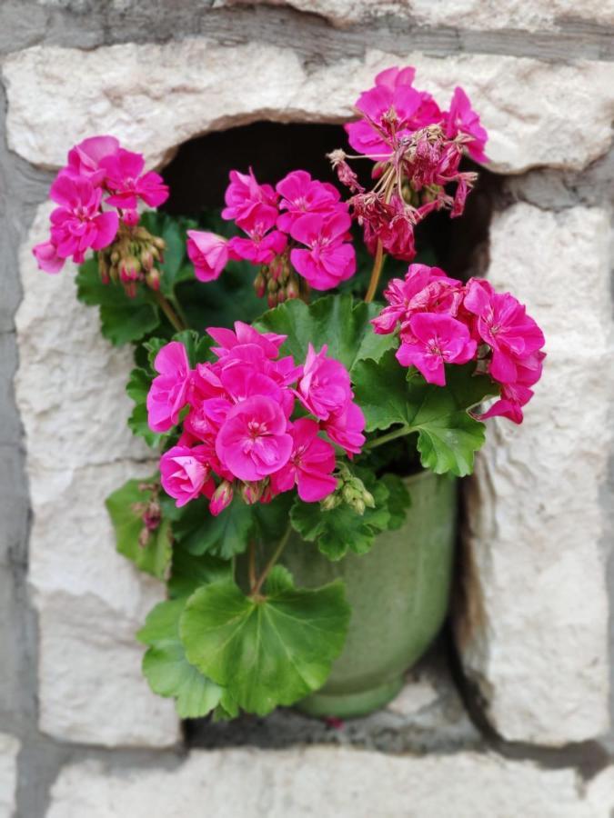 Ahava Buza Dubrovnik